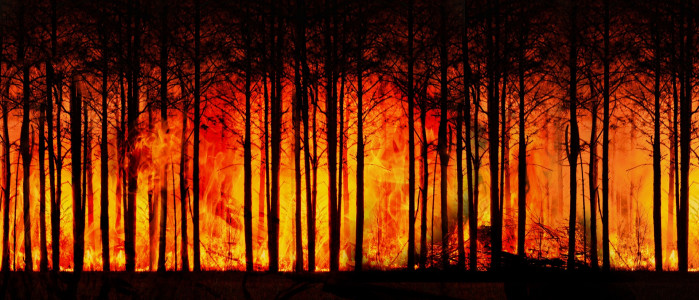 forest-fire-g7744fd42a_1920